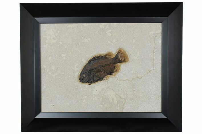 Framed Fossil Fish (Cockerellites) - Wyoming #177301